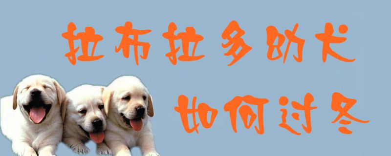 拉布拉多幼犬如何过冬1