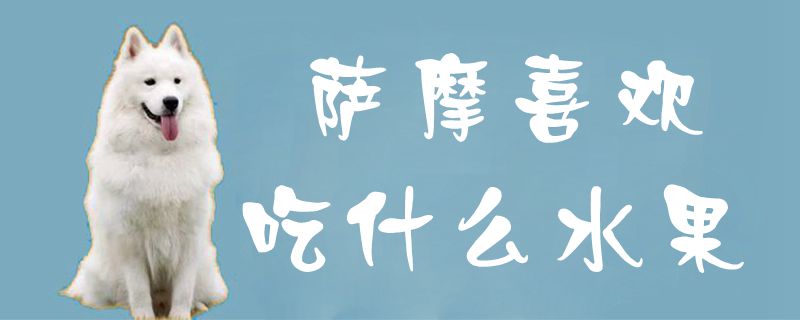 萨摩喜欢吃什么水果1