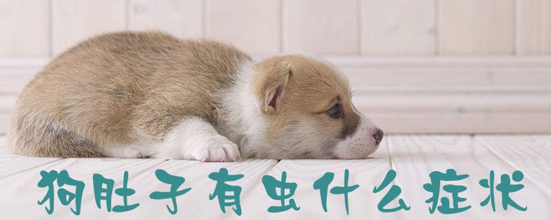 狗肚子有虫什么症状1