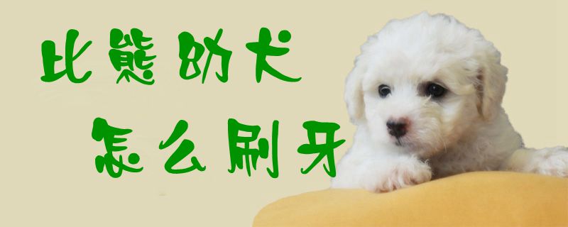 比熊幼犬怎么刷牙1