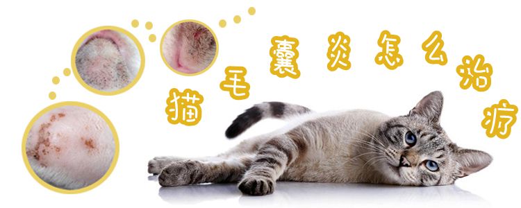 猫毛囊炎怎么治疗