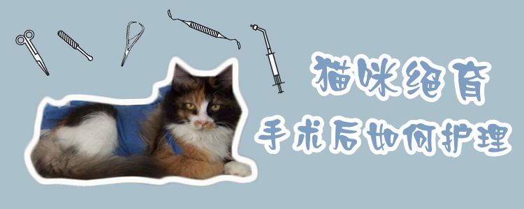 猫咪绝育手术后如何护理