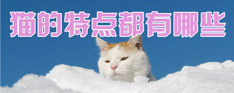 猫的特点都有哪些