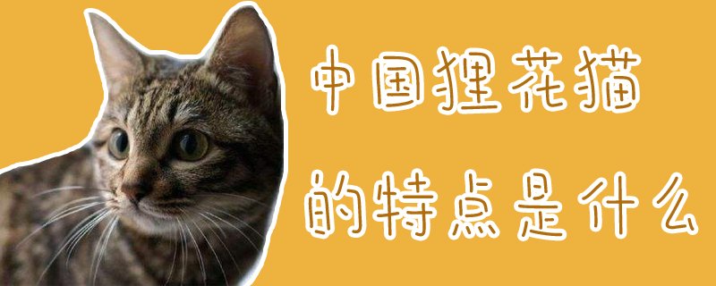 中国狸花猫的特点是什么