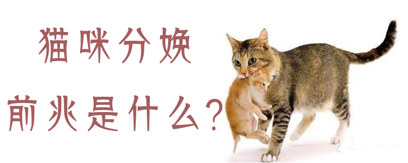 猫咪分娩前兆是什么