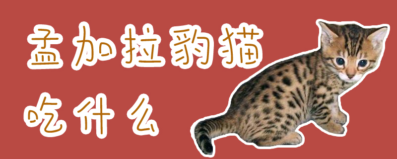 孟加拉豹猫吃什么