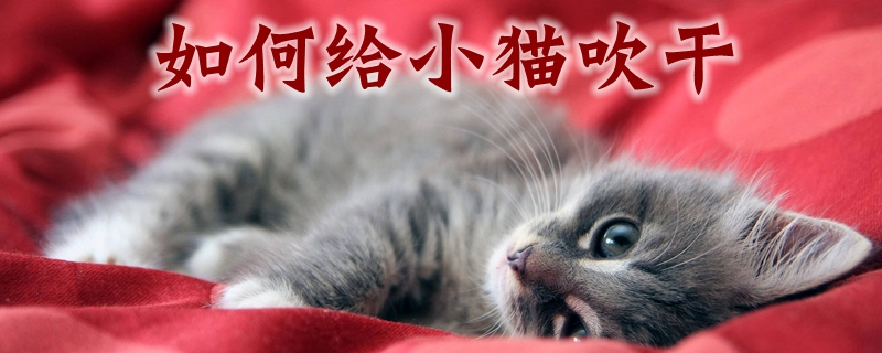 如何给小猫吹干