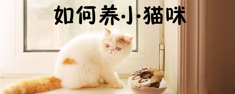 如何养小猫咪