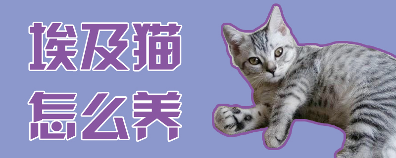 埃及猫怎么养