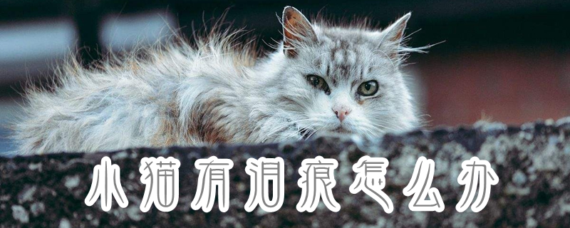 小猫有泪痕怎么办