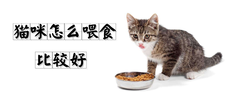猫咪怎么喂食比较好