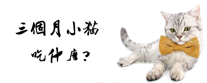 三个月小猫吃什么