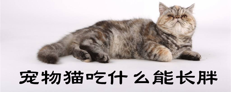 宠物猫吃什么能长胖