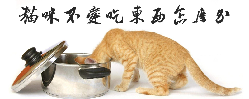 猫咪不爱吃东西怎么办