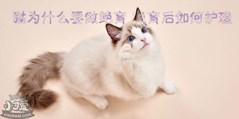 猫为什么要做绝育 绝育后如何护理_小可爱宠物网