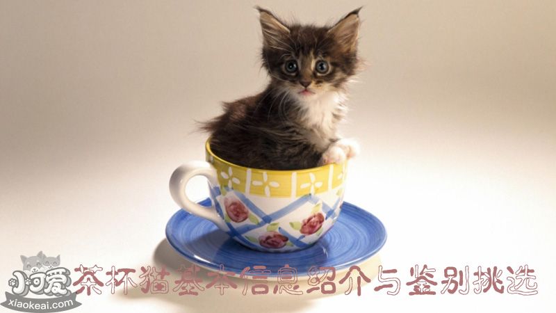 什么是茶杯猫，如何鉴别挑选茶杯猫_小可爱宠物网