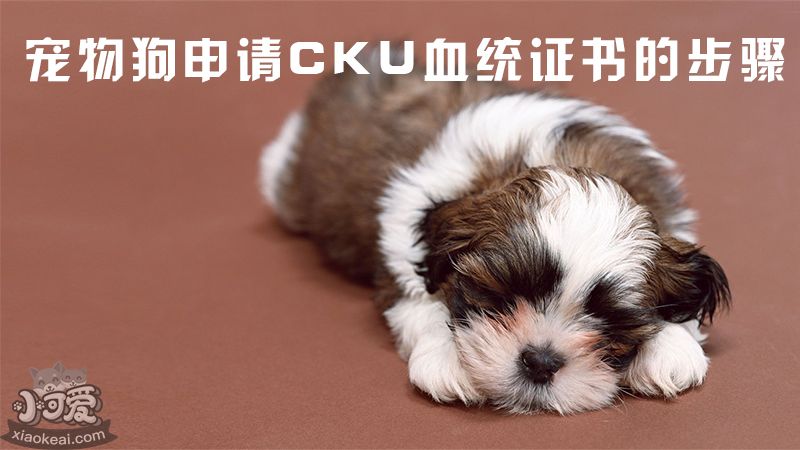 宠物狗申请CKU血统证书的步骤_小可爱宠物网