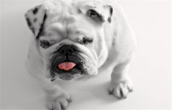 dog-bulldog-white-tongue-40986_副本.jpg