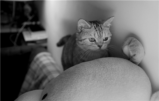 猫早产小猫能活吗 人工喂养也不比母乳差哦！猫早产小猫能活吗