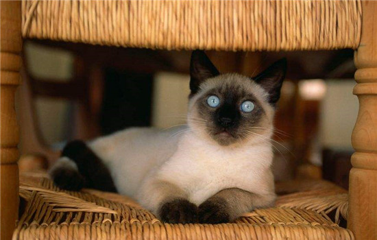 暹罗猫是什么品种 它可是短毛猫里的代表哦！暹罗猫是什么品种