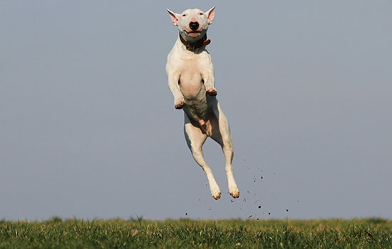 什么是犬瘟热 狗狗打喷嚏流鼻涕千万别松懈！什么是犬瘟热 狗狗打喷嚏流鼻涕千万别松懈！什么是犬瘟热 狗狗打喷嚏流鼻涕千万别松懈！