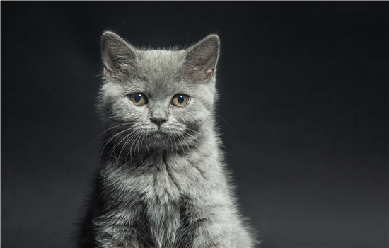 灰猫什么品种 明明是灰色为什么要叫蓝色？灰猫什么品种