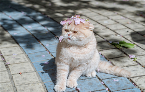 猫牙出血是换牙吗 可能还隐藏其他疾病哦！猫牙出血是换牙吗