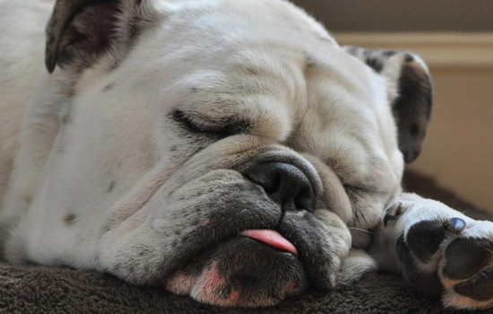狗狗睡姿图片分析 第三种睡姿你要注意了！狗狗睡姿图片分析 第三种睡姿你要注意了！狗狗睡姿图片分析