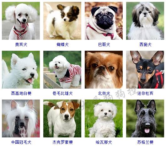 狗狗品种大全图片名字 178种美国AKC认证的狗狗
