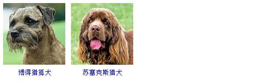 狗狗品种大全图片名字 178种美国AKC认证的狗狗