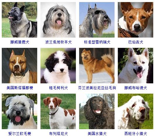 中型犬品种大全 这些狗狗你都认识吗中型犬品种大全 