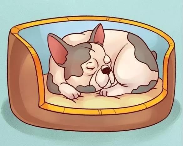 狗狗睡姿代表什么图解 原来睡姿还有这么多讲究！