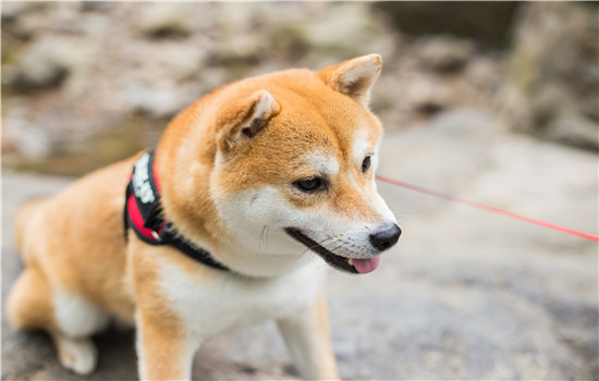 柴犬是土狗吗 为啥地位和中国田园犬差这么多柴犬是土狗吗 为啥地位和中国田园犬差这么多柴犬是土狗吗