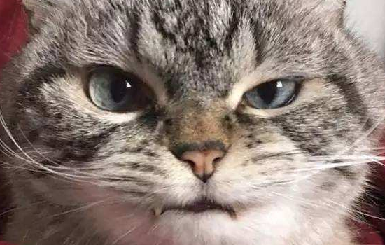 猫绝育影响脸发育吗 发腮跟绝育真的有关系吗？猫绝育影响脸发育吗 发腮跟绝育真的有关系吗？