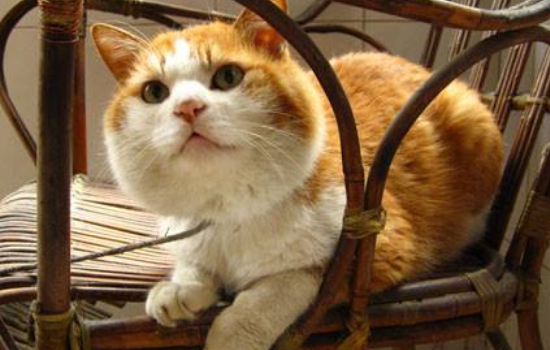 英国短毛猫母猫多大可以绝育 猫咪绝育后该怎么避免发胖？