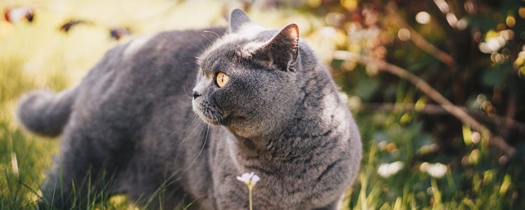 英国短毛猫发情表现 公猫和母猫有哪些差别？