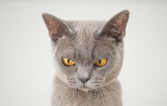 猫三联*针什么作用 猫猫一定要注射疫苗吗？