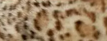 豹猫有几种花纹 豹猫花纹图片