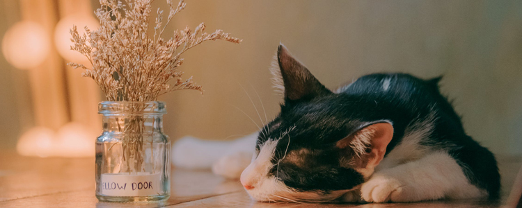 怎么预防猫鼻支 长期服用赖氨酸可以吗?