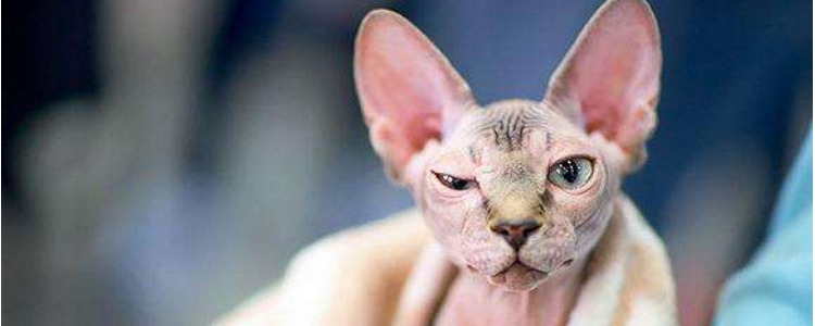 杜江的猫是什么品种 这是有名的“无毛猫”！