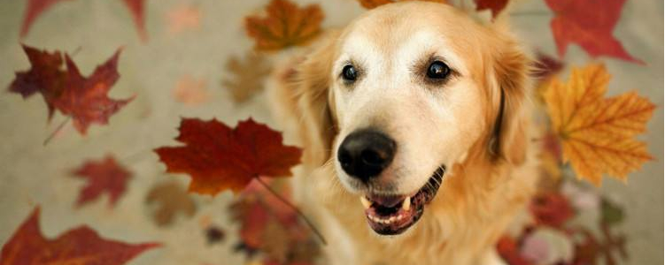 秋季狗狗应该注意什么 换季健康大作战秋季狗狗应该注意什么 