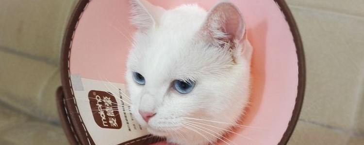 猫咪眼睛肿胀充血 可能是结膜炎导致的！猫咪眼睛肿胀充血 可能是结膜炎导致的！