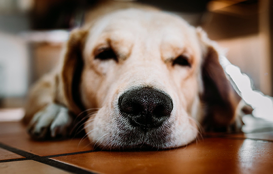 秋季狗狗喜欢睡觉 是不是季节性感冒？秋季狗狗喜欢睡觉 是不是季节性感冒？秋季狗狗喜欢睡觉 是不是季节性感冒？