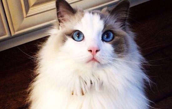 布偶猫性格 猫中仙女可不是白来的！布偶猫性格 猫中仙女可不是白来的！