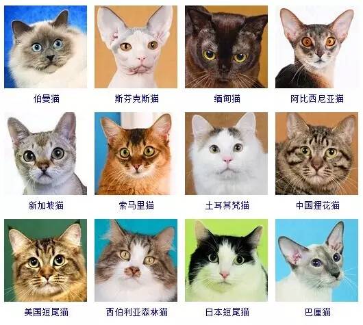 猫品种大全 采用美国CFA标准猫品种大全 采用美国CFA标准