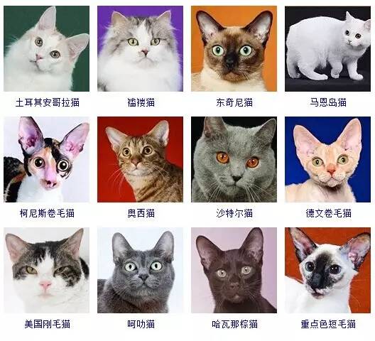 猫品种大全 采用美国CFA标准猫品种大全 采用美国CFA标准