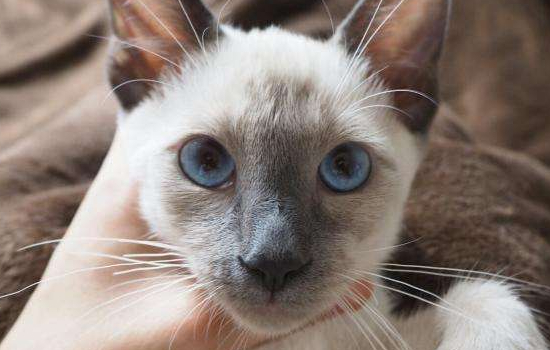暹罗猫的毛有什么特点 暹罗猫是短毛品种哦！暹罗猫的毛有什么特点