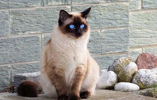 布偶猫和暹罗猫区别 它俩真的长得像吗？布偶猫和暹罗猫区别 它俩真的长得像吗？布偶猫和暹罗猫区别