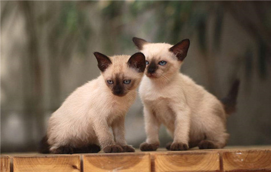 暹罗猫对眼遗传吗 遗传疾病真的可怕！暹罗猫对眼遗传吗