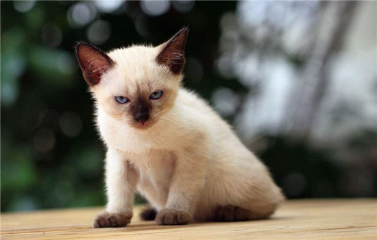 暹罗猫一个月吃多少猫粮 小猫需要喂奶哦！暹罗猫一个月吃多少猫粮